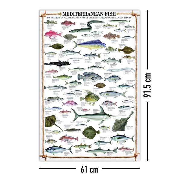 Mediterranean Fish Kunstdruck