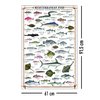 Mediterranean Fish Kunstdruck