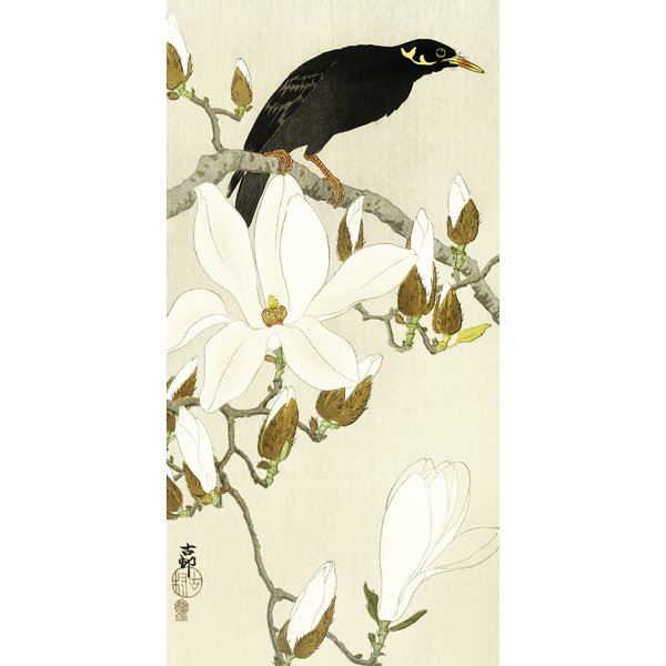Myna On Magnolia Branch