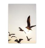 Möwen Kunstdruck Din A3