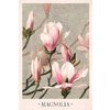 Magnolia Poster L. Prang & Co