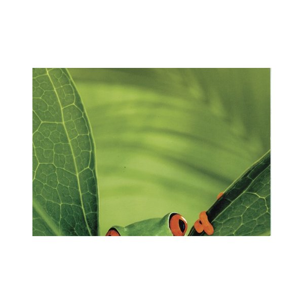 Postkarten-Puzzel Frog