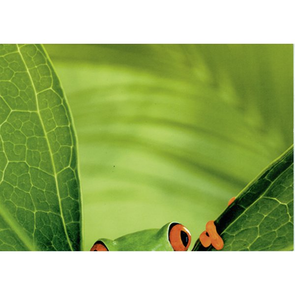 Postkarten-Puzzel Frog