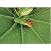 Postkarten-Puzzel Frog