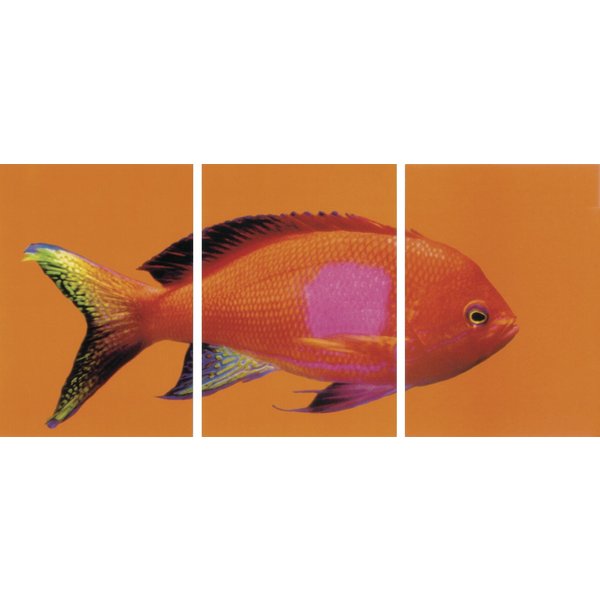 Postkarten-Puzzle Goldfisch
