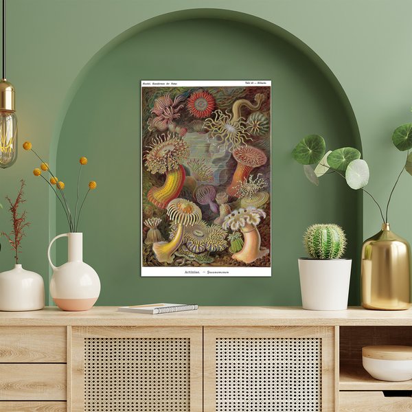 Seeanemonen Poster E. Haeckel