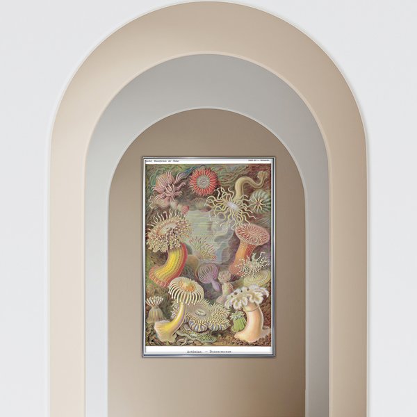 Seeanemonen Poster E. Haeckel