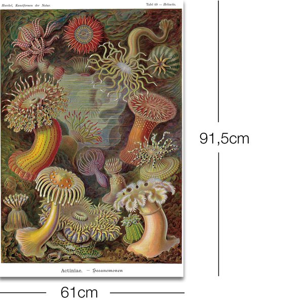 Seeanemonen Poster E. Haeckel