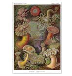 Seeanemonen Poster E. Haeckel