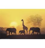 Sonnenuntergang in Kenia