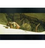 Special Edition Scenes