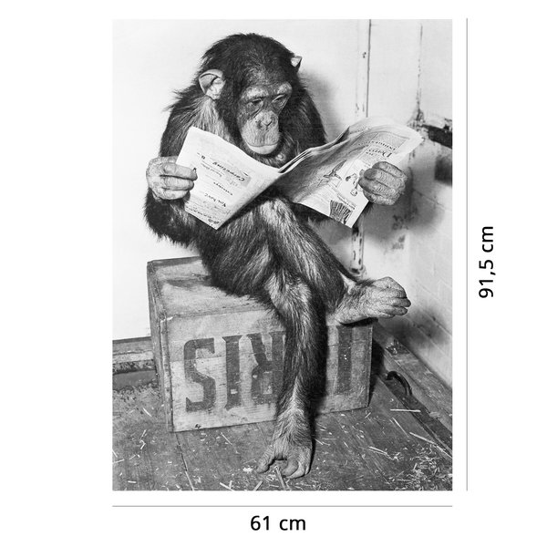 Schimpanse liest Zeitung