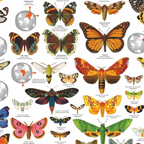 Schmetterlinge der Welt Poster