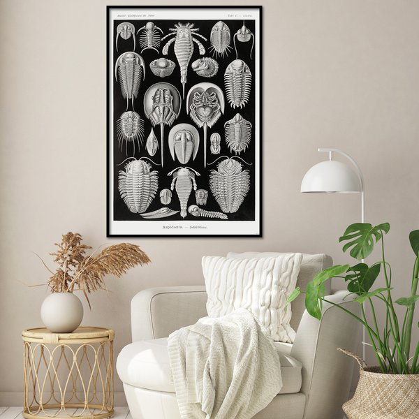 Schildtiere Poster E. Haeckel