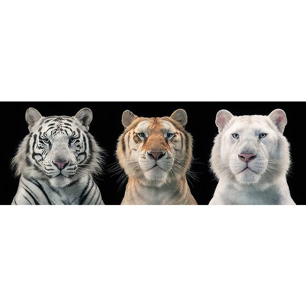 Tiger Collage Poster