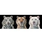 Tiger Collage Poster