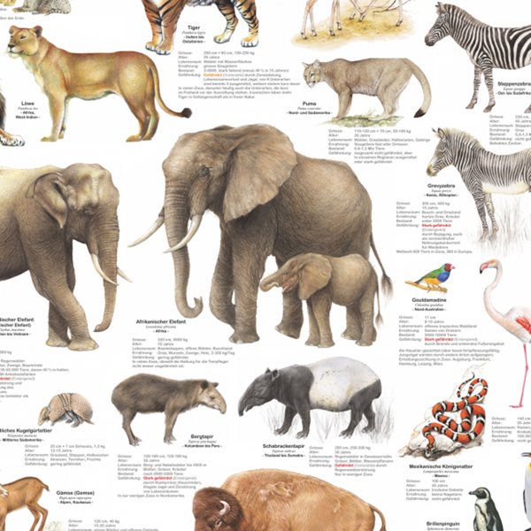 Tiere im Zoo Poster