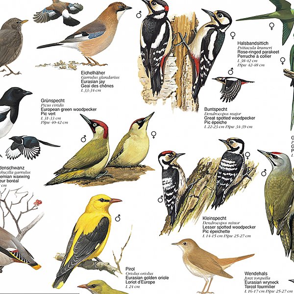 V&ouml;gel aus den G&auml;rten und