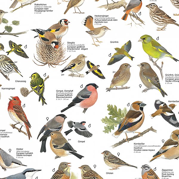 V&ouml;gel aus den G&auml;rten und