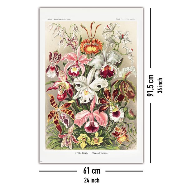 Orchideen Poster Ernst Haeckel