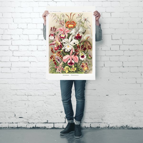 Orchideen Poster Ernst Haeckel