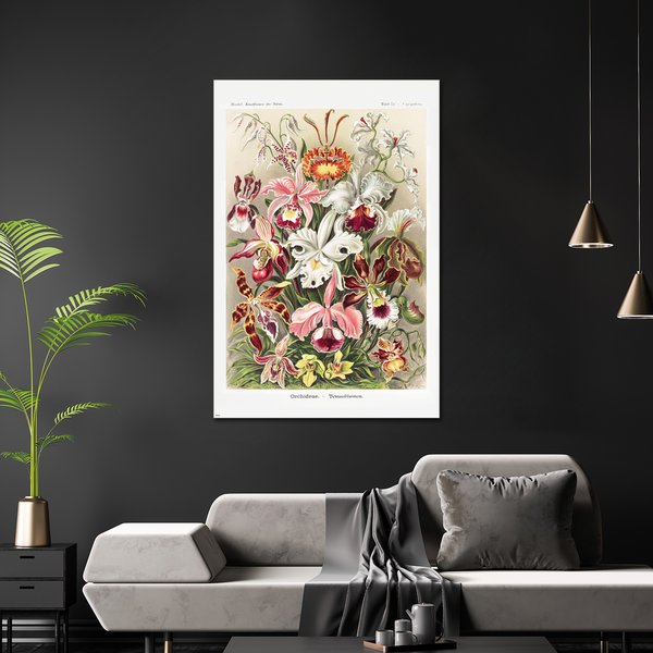 Orchideen Poster Ernst Haeckel