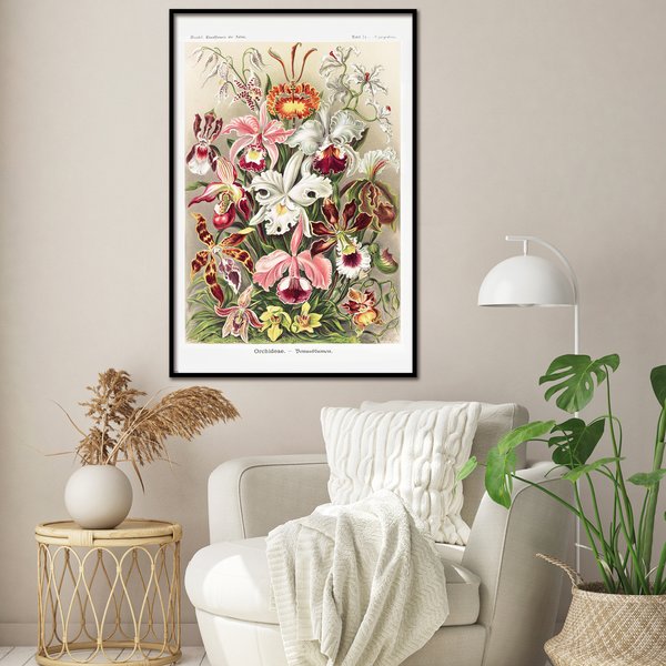 Orchideen Poster Ernst Haeckel