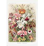 Orchideen Poster Ernst Haeckel