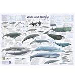 Wale und Delfine Poster