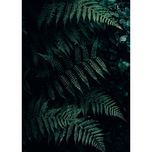 Wald Druck Farn Din A4
