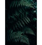 Wald Druck Farn Din A4