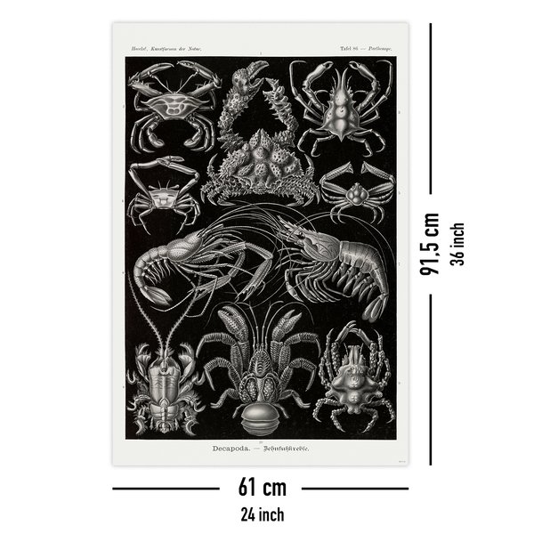 Zehnfu&szlig;krebse Poster Haeckel
