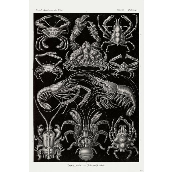 Zehnfußkrebse Poster Haeckel