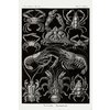 Zehnfu&szlig;krebse Poster Haeckel